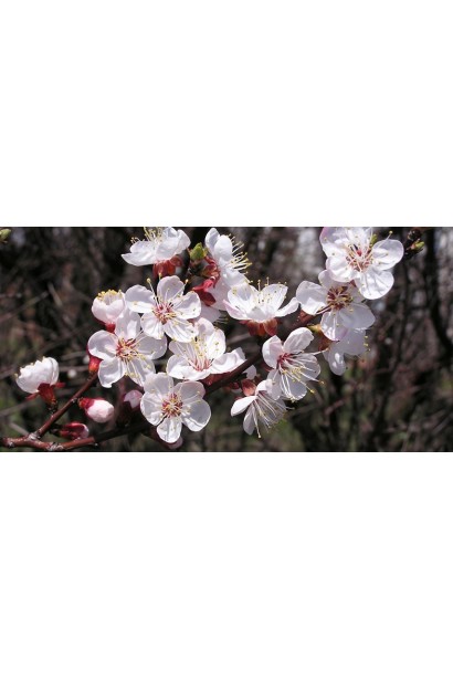 Квіти абрикоса ‘Первайс’ навесні